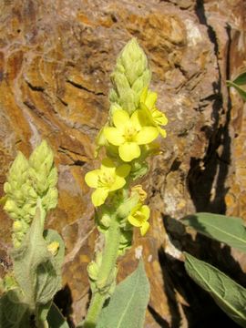 Image of Great Mullein