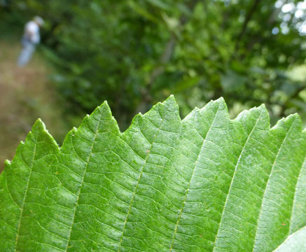 Image of Oregon Alder