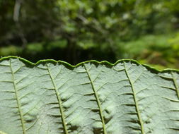 Image of Oregon Alder