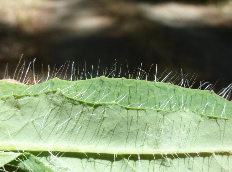 Image of white hawkweed