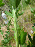 Image of French broom