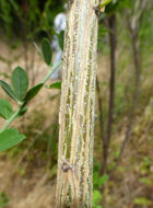 Image of French broom