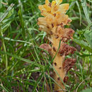 Image de Orobanche salviae F. G. Schultz