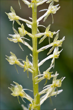 Image of White Adder's Mouth