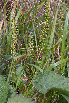 Image of White Adder's Mouth