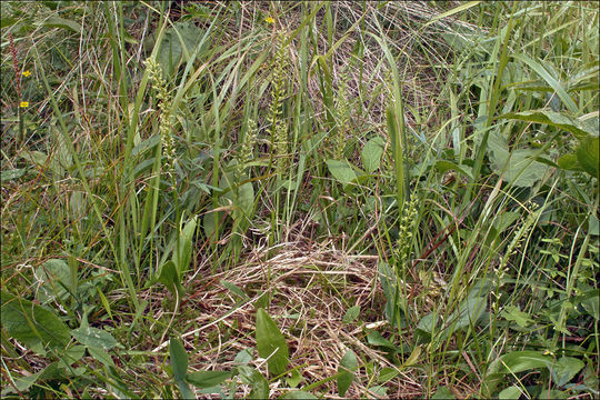 Image of White Adder's Mouth