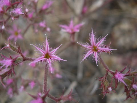 Image of fringed spineflower