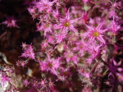 Image of fringed spineflower