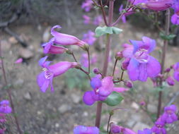 Слика од Penstemon spectabilis Thurb. ex Torr. & Gray