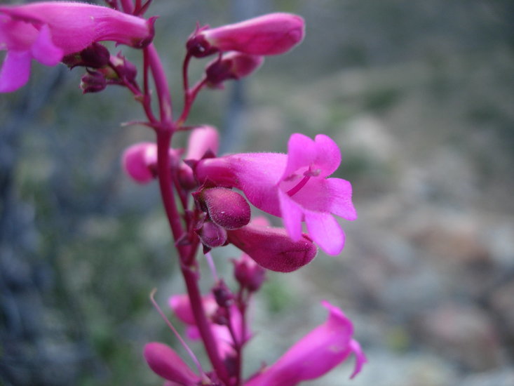 Image of Cleveland's beardtongue