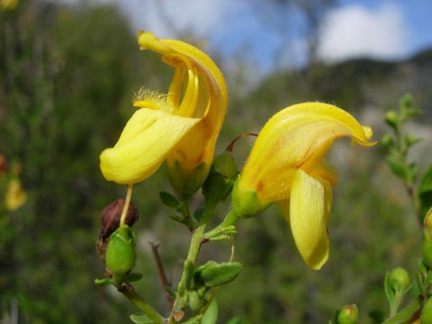 Image of snapdragon penstemon