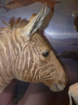 Image of Quagga