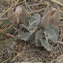 Image of tufted milkweed