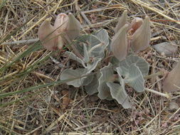 Asclepias nummularia Torr. resmi