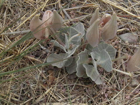 Image of tufted milkweed