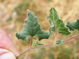 Image of Wright's dutchman's pipe