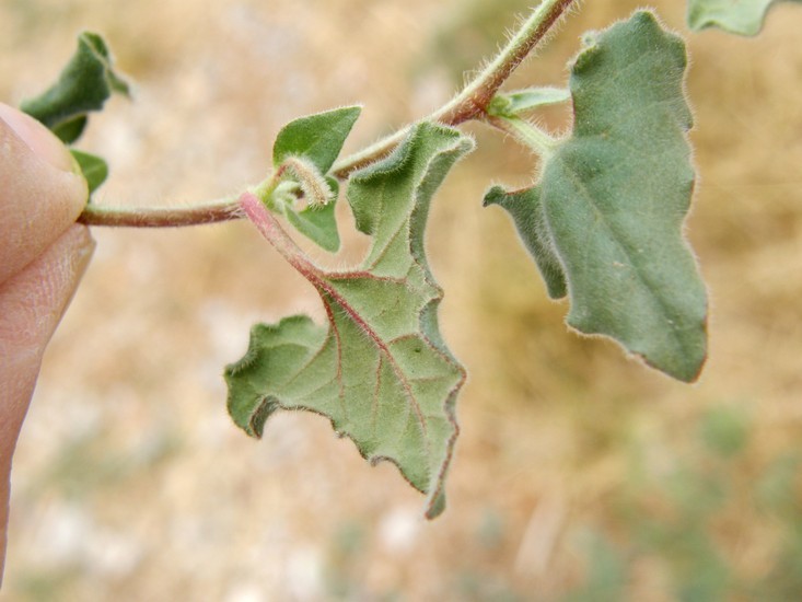 Image de Aristolochia wrightii Seem.