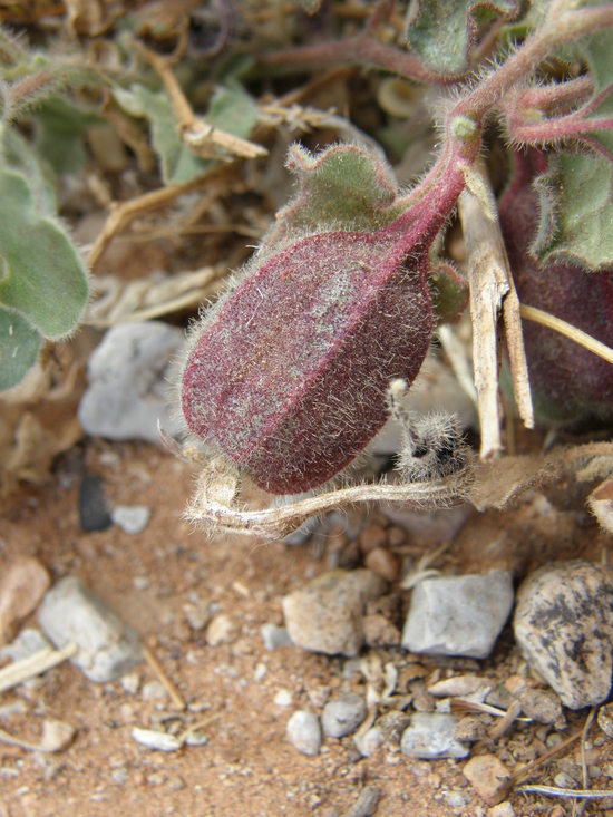 Image of Wright's dutchman's pipe