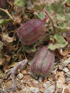 Image of Wright's dutchman's pipe