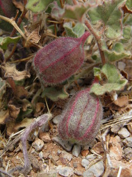 Image de Aristolochia wrightii Seem.