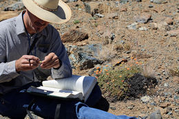 Image of Siskiyou buckwheat