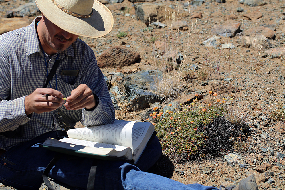 Image of Siskiyou buckwheat