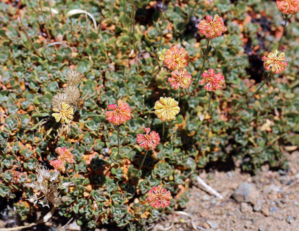 Image of Siskiyou buckwheat