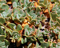 Image of Siskiyou buckwheat