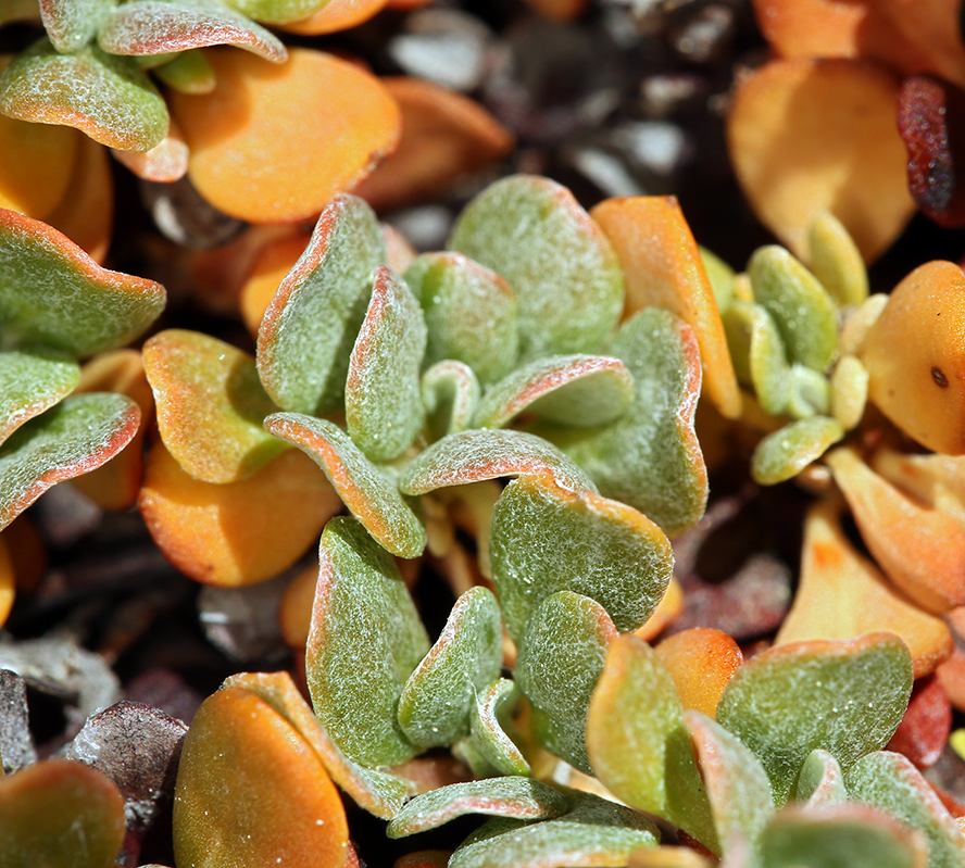 Image of Siskiyou buckwheat