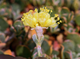 Image of Siskiyou buckwheat