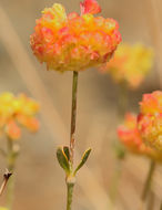 Image of Siskiyou buckwheat