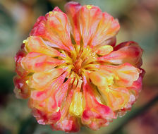 Image of Siskiyou buckwheat