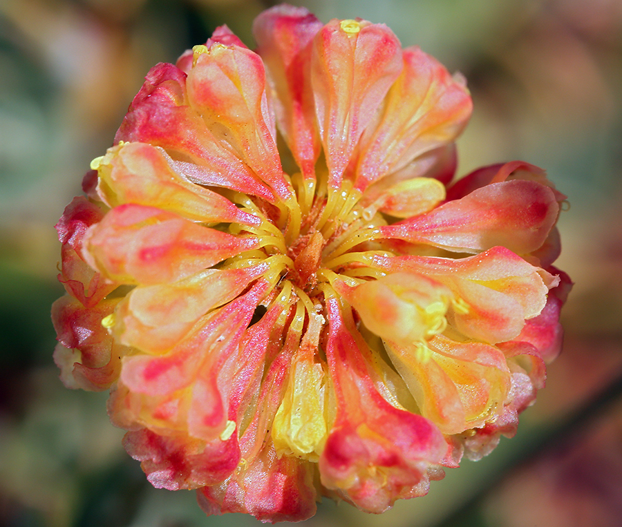 Image of Siskiyou buckwheat