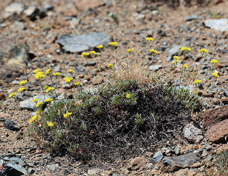 Image of Congdon's buckwheat