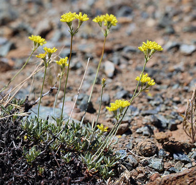 Слика од Eriogonum congdonii (S. Stokes) Reveal