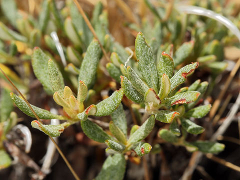 Image of Congdon's buckwheat