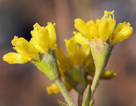 Image of Congdon's buckwheat