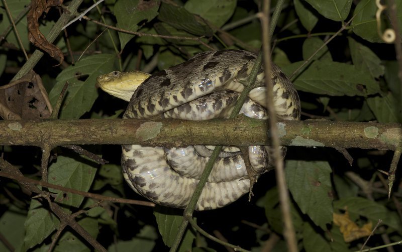 Imagem de Bothrops asper (Garman 1883)