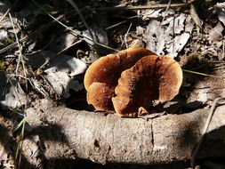 Image of Pycnoporus