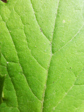 Image of arctic sweet coltsfoot