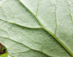 Image of arctic sweet coltsfoot