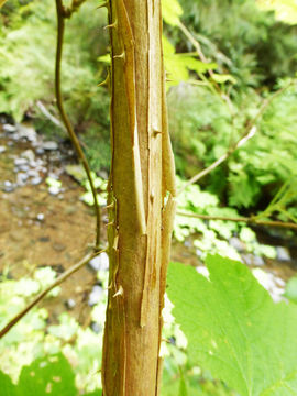 Image of salmonberry