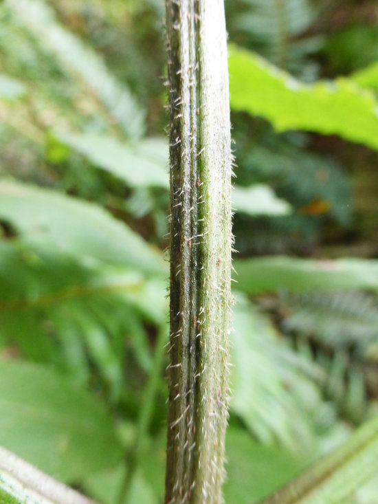 Imagem de Sambucus racemosa L.