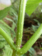 Image of Red-berried Elder