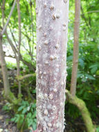 Image of Red-berried Elder