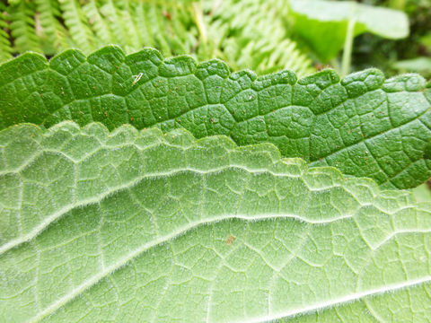 Слика од Stachys chamissonis Benth.