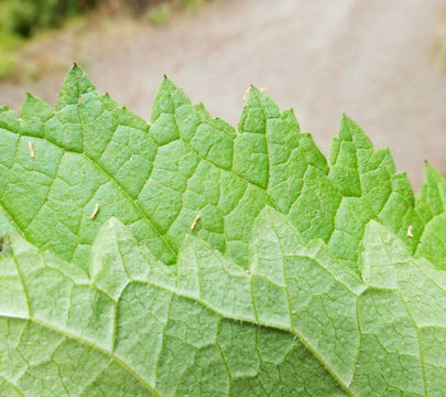 Imagem de Scrophularia oregana Pennell