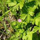 Image of Alderney Crane's-bill