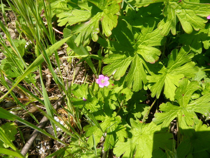 Image of Alderney Crane's-bill