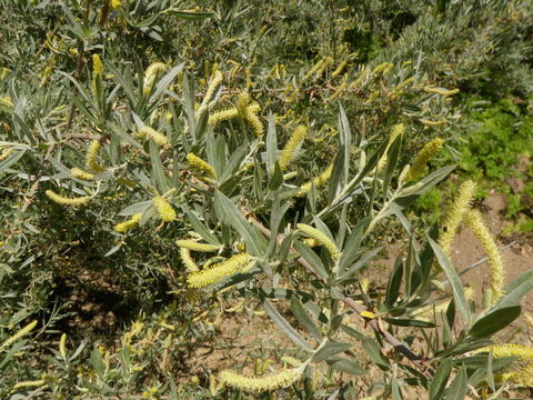 Image of narrowleaf willow